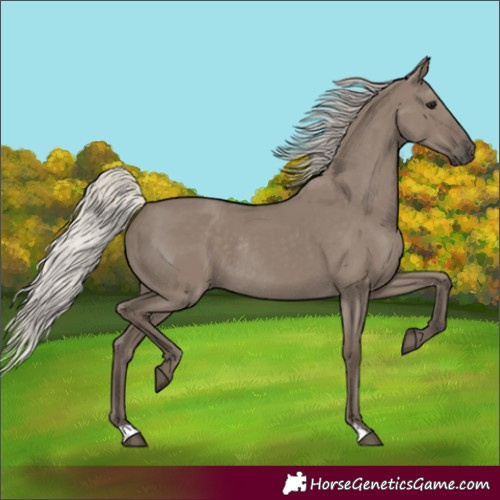 Horse Color:Silver Grullo Rabicano 