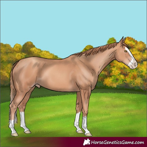 Horse Color:Gold Champagne Splash