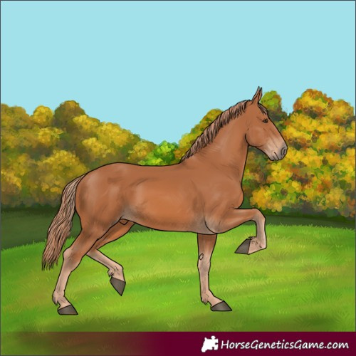 Horse Color:Chestnut 