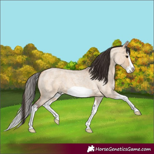Horse Color:Bay Roan Dun Splash Frame 