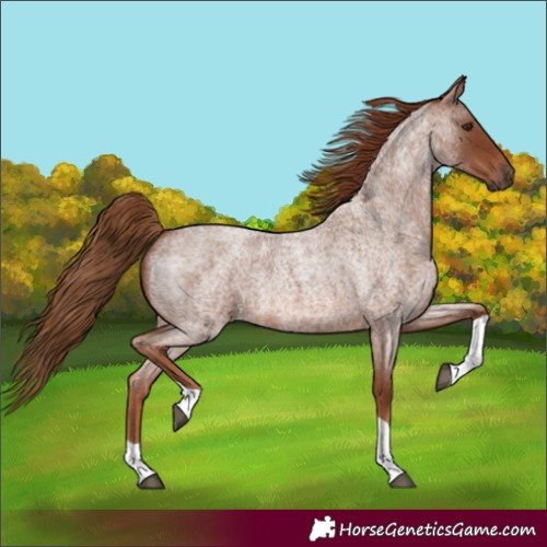 Horse Color:Red Roan Tobiano Rabicano