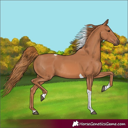 Horse Color:Chestnut Tobiano Rabicano 