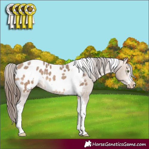 Horse Color:Amber Champagne Sabino Tobiano Frame Appaloosa 