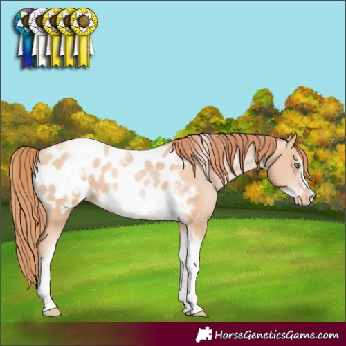 Horse Color:Sable Champagne Pearl Sabino Tobiano Frame Blanket 