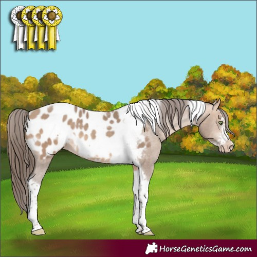 Horse Color:Amber Champagne Sabino Tobiano Frame Appaloosa 