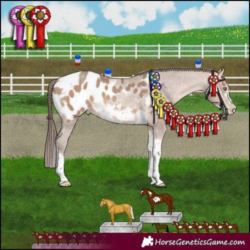 Horse Color:Amber Champagne Sabino Tobiano Frame Appaloosa 