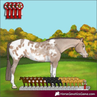Horse Color:Amber Champagne Sabino Tobiano Frame Appaloosa 