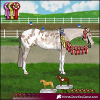 Horse Color:Amber Champagne Sabino Tobiano Frame Appaloosa