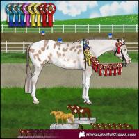 Horse Color:Amber Champagne Sabino Tobiano Frame Appaloosa 