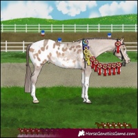 Horse Color:Amber Champagne Sabino Tobiano Frame Appaloosa 