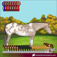 Horse Color:Amber Champagne Sabino Tobiano Frame Appaloosa 