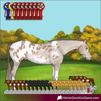 Horse Color:Amber Champagne Sabino Tobiano Frame Appaloosa
