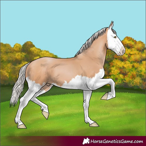 Horse Color:Silver Bay Pearl Splash 