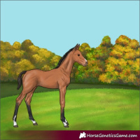 Horse Color:Bay 