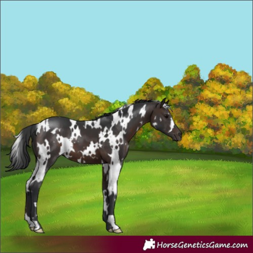 Horse Color:White Spotted Brown 