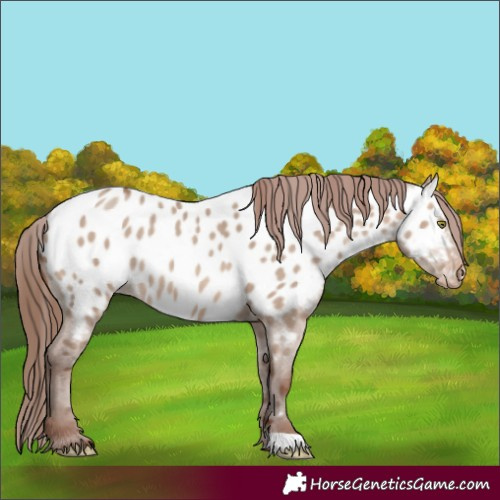 Horse Color:Sable Champagne Dun Appaloosa 