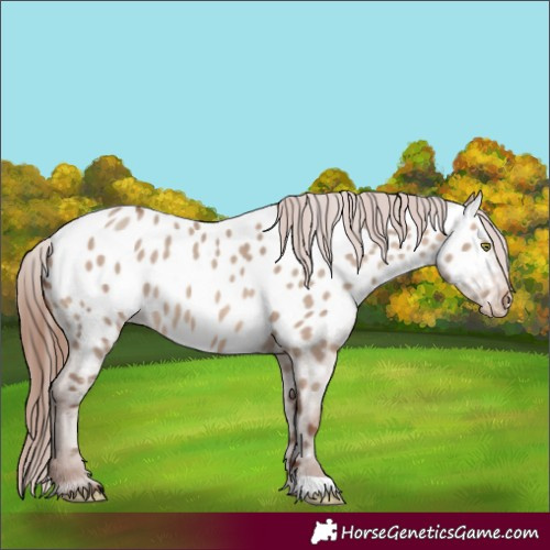 Horse Color:Sable Champagne Dun Appaloosa 