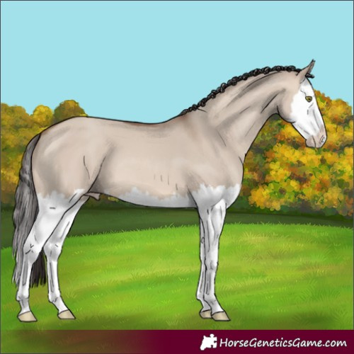 Horse Color:Sable Champagne Dun Splash 