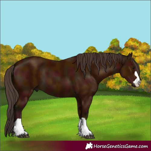 Horse Color:Midnight Bay 