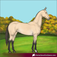 Horse Color:Buckskin 