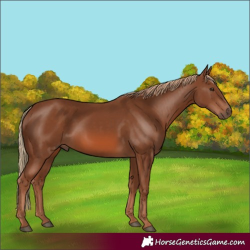 Horse Color:Chestnut 