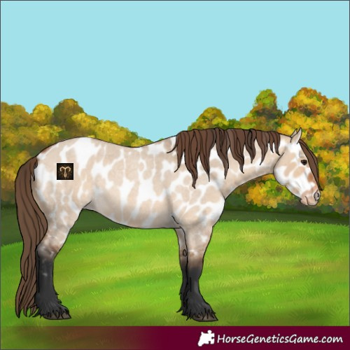 Horse Color:Bay Roan Dun Near Leopard