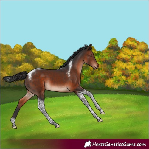 Horse Color:Brown Mushroom Tobiano 