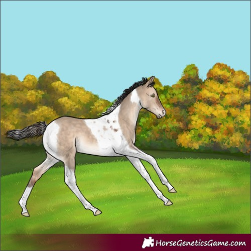 Horse Color:Bay Dun Tobiano 