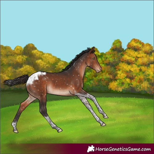 Horse Color:Bay Tobiano Appaloosa 