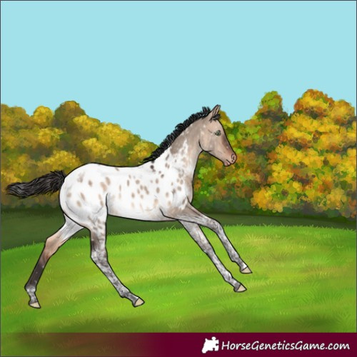Horse Color:Bay Dun Mushroom Tobiano Near Leopard 