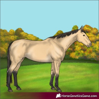 Horse Color:Buckskin