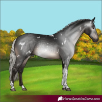Horse Color:Gray White Spotted Silver Brown Tobiano 