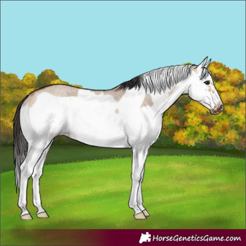 Horse Color:Bay Roan Dun Splash Frame Rabicano 