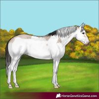 Horse Color:Bay Roan Dun Splash Frame Rabicano 