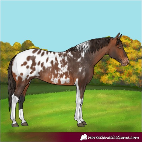 Horse Color:Bay Tobiano Appaloosa Rabicano 