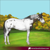 Horse Color:Buckskin Tobiano Frame Rabicano 