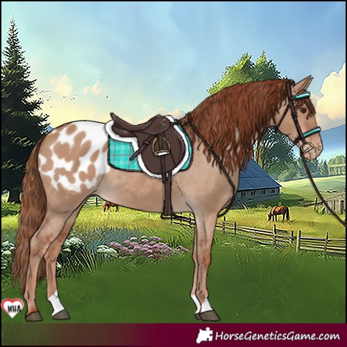 Horse Color:Red Dun Appaloosa