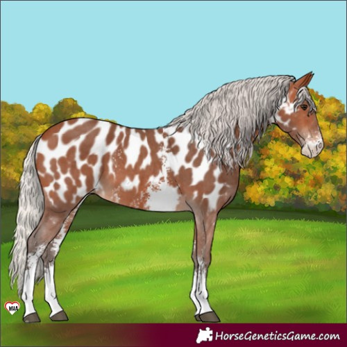 Horse Color:Silver Bay Sabino Near Leopard 