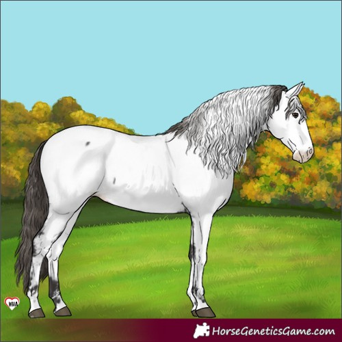Horse Color:Smoky Black Near Fewspot 