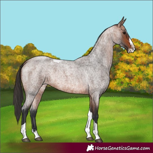 Horse Color:Bay Roan Splash Tobiano 