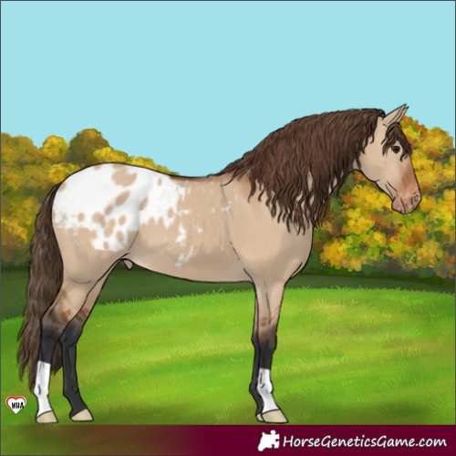 Horse Color:Bay Dun Blanket 