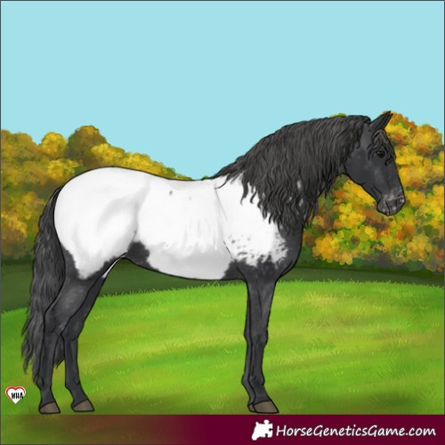 Horse Color:Black Appaloosa Rabicano 