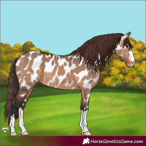 Horse Color:Brown Dun Near Leopard 
