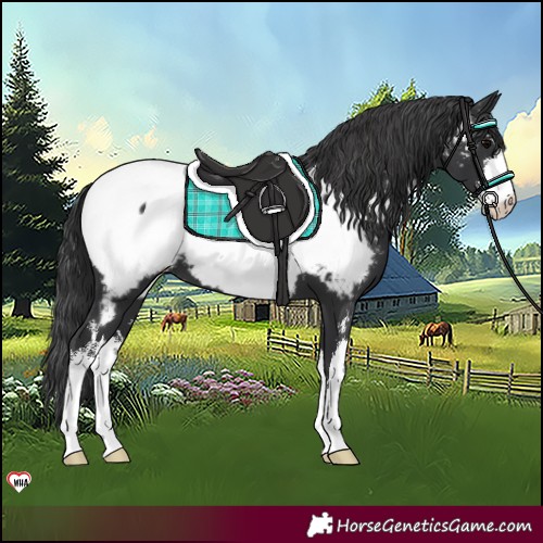 Horse Color:White Spotted Black Near Fewspot