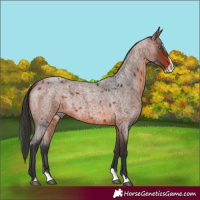 Horse Color:Brown Roan Splash 