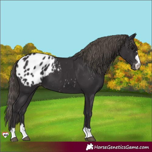 Horse Color:Smoky Black Appaloosa 