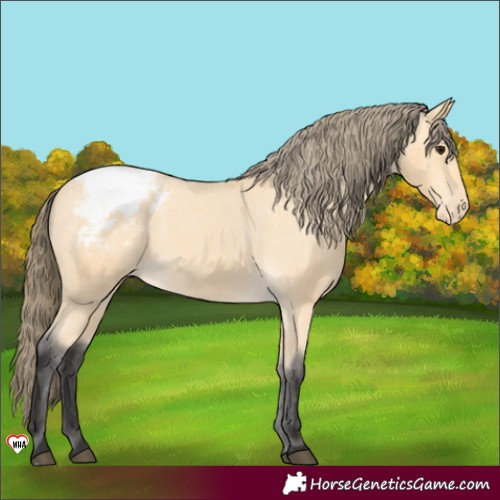 Horse Color:Buckskin Appaloosa