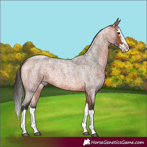 Horse Color:Bay Roan Splash 