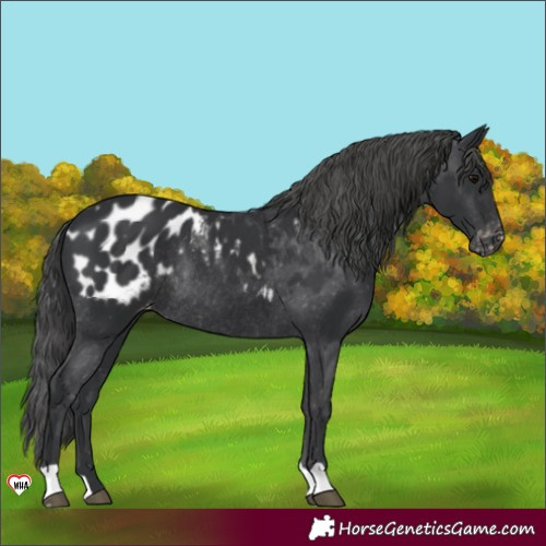 Horse Color:Black Appaloosa Rabicano 