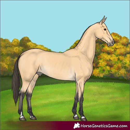 Horse Color:Buckskin 